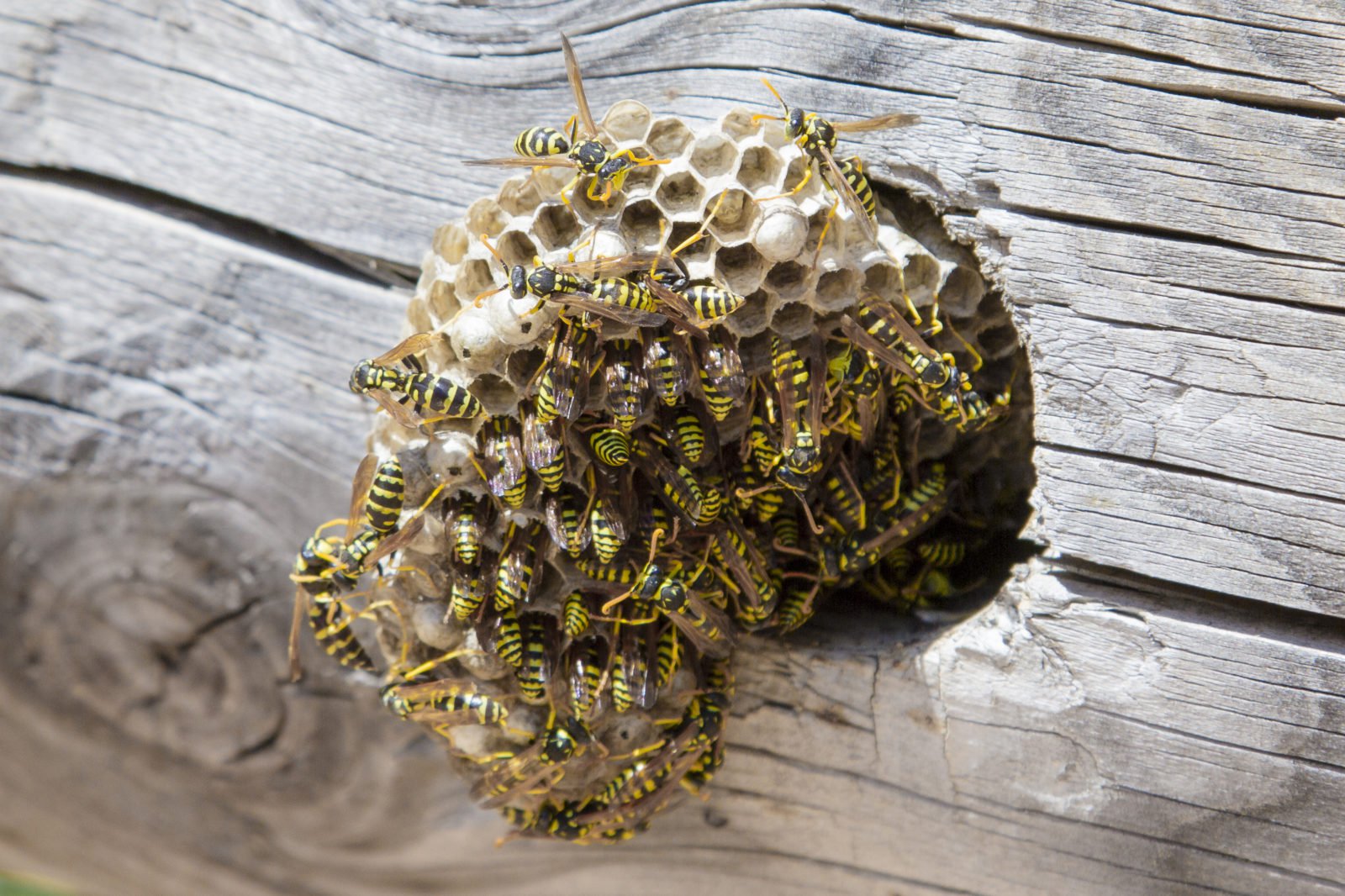 Insektenbekämpfung